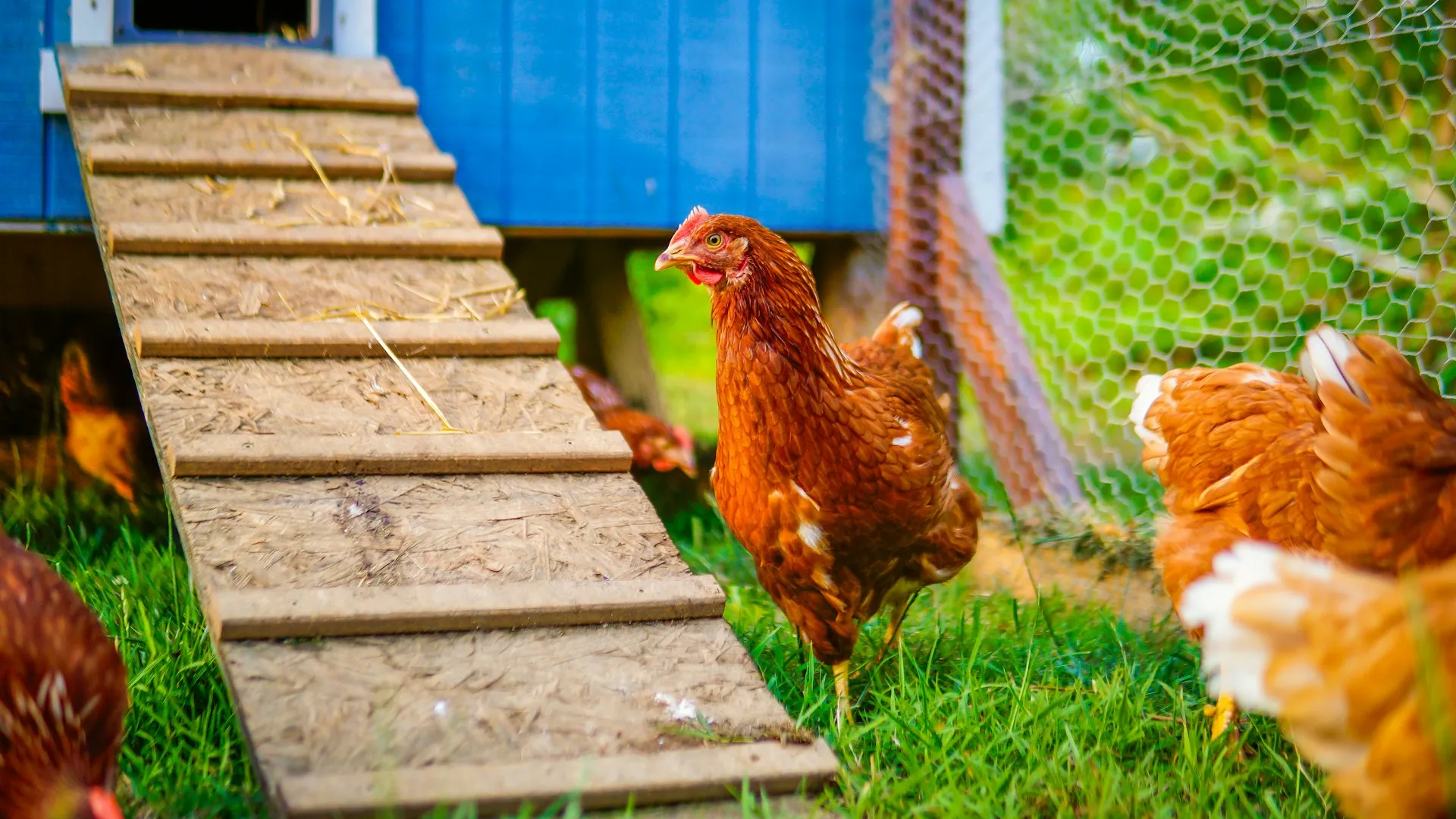 Brown hens on the grass beside a blue backyard coop with a wooden ramp and a chicken-wire run fence