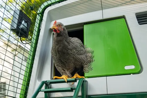 Omlet Smart Autodoor