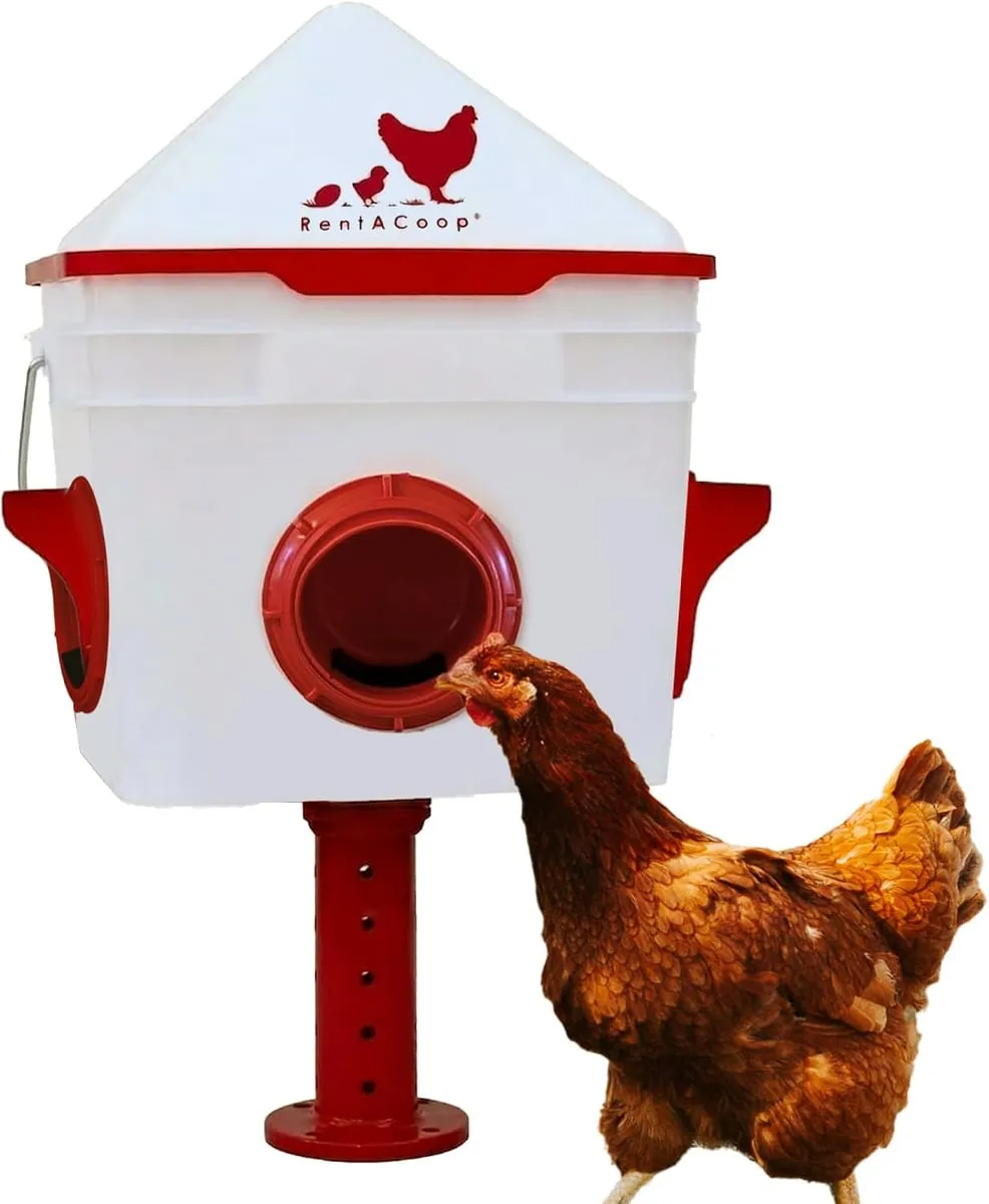 RentACoop 10 lb Chick2Chicken 4-Port Feeder