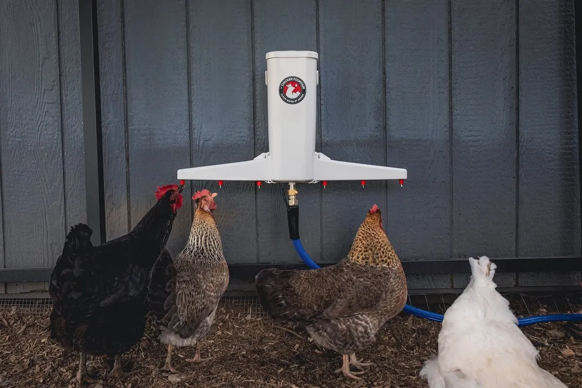 The Chicken Fountain Gen 2